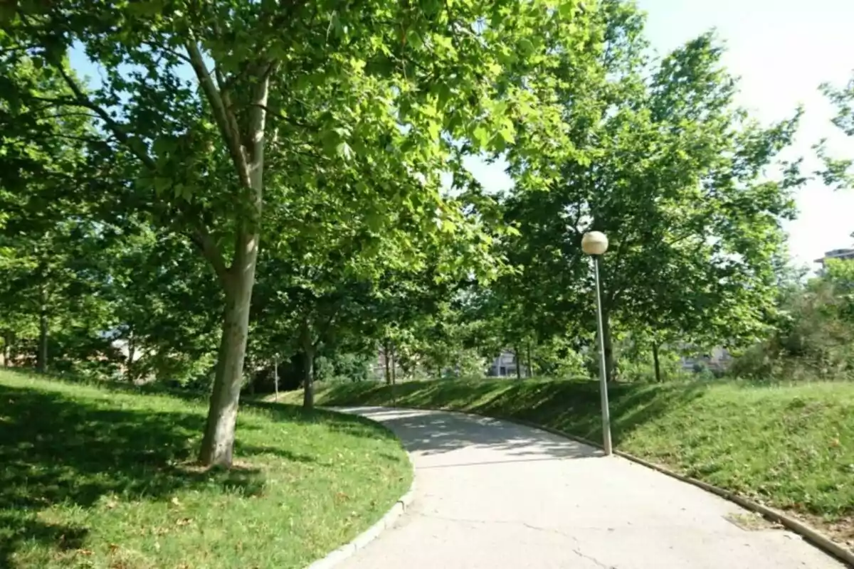 Curved path surrounded by grass and trees with a lamppost in a park on a sunny day Curved path surrounded by grass and trees with a lamppost in a park on a sunny day