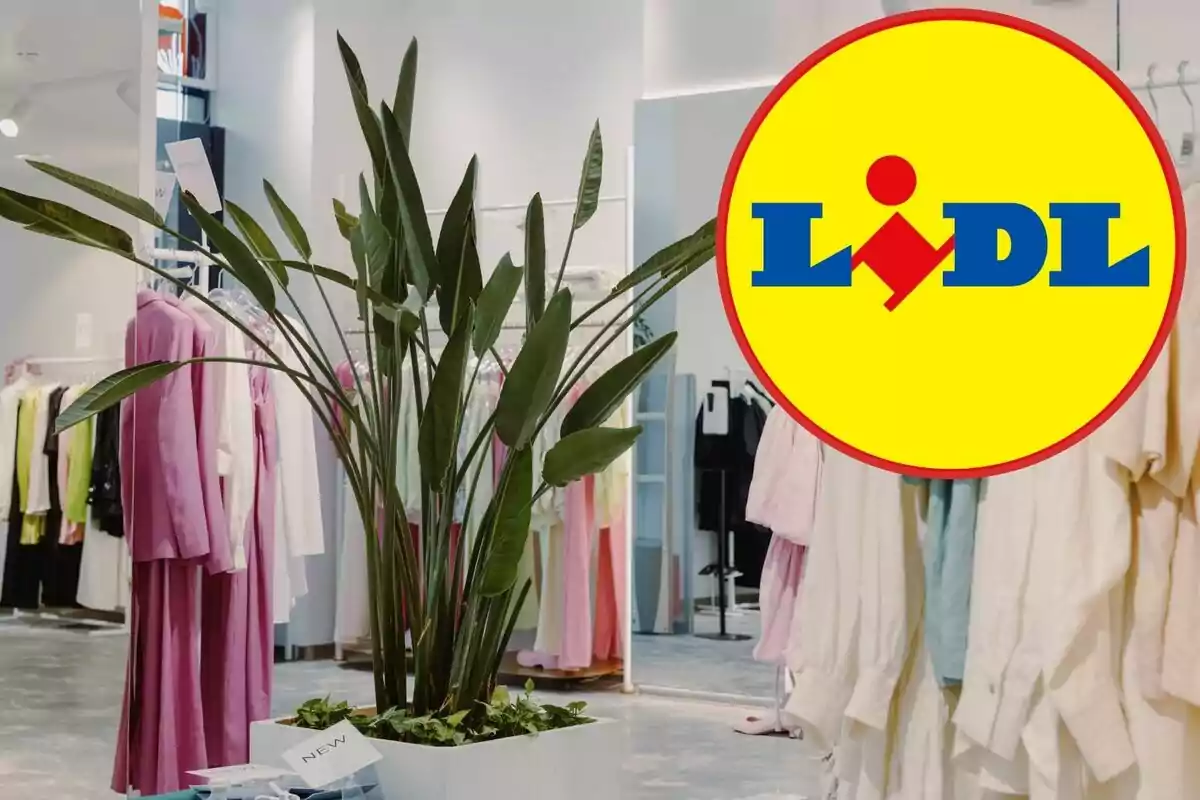 Planta decorativa en una botiga de roba amb el logotip de Lidl superposat a la cantonada superior dreta Planta decorativa en una botiga de roba amb el logotip de Lidl superposat a la cantonada superior dreta