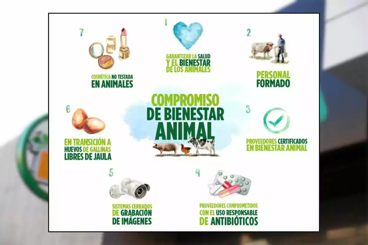 Infografia sobre el compromís de benestar animal que inclou set punts principals com la salut i benestar dels animals, personal format, proveïdors certificats, ús responsable d’antibiòtics, sistemes de gravació d’imatges, transició a ous lliures de gàbia i cosmètica no testada en animals, acompanyada d’il·lustracions relacionades. Infografia sobre el compromís de benestar animal que inclou set punts principals com la salut i benestar dels animals, personal format, proveïdors certificats, ús responsable d’antibiòtics, sistemes de gravació d’imatges, transició a ous lliures de gàbia i cosmètica no testada en animals, acompanyada d’il·lustracions relacionades.