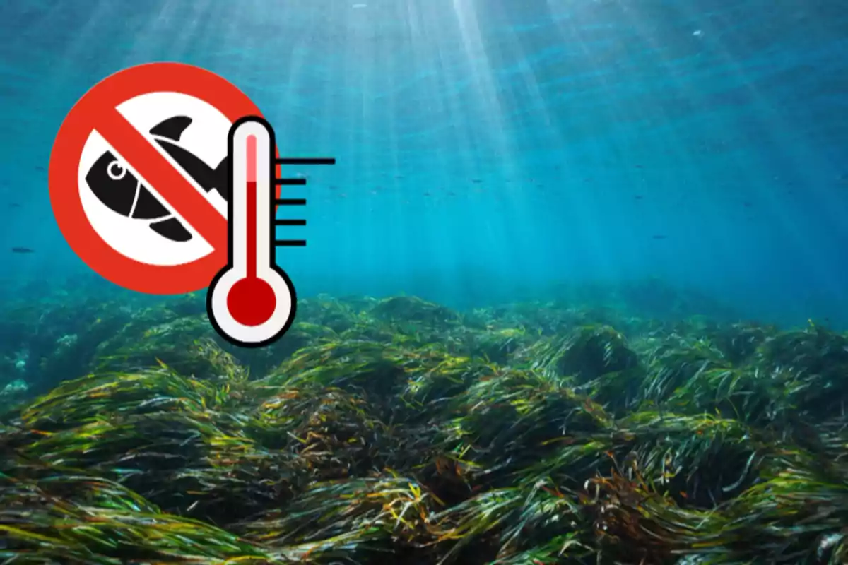 Fons marí amb algues i un símbol de prohibit pescar al costat d’un termòmetre que indica alta temperatura Fons marí amb algues i un símbol de prohibit pescar al costat d’un termòmetre que indica alta temperatura