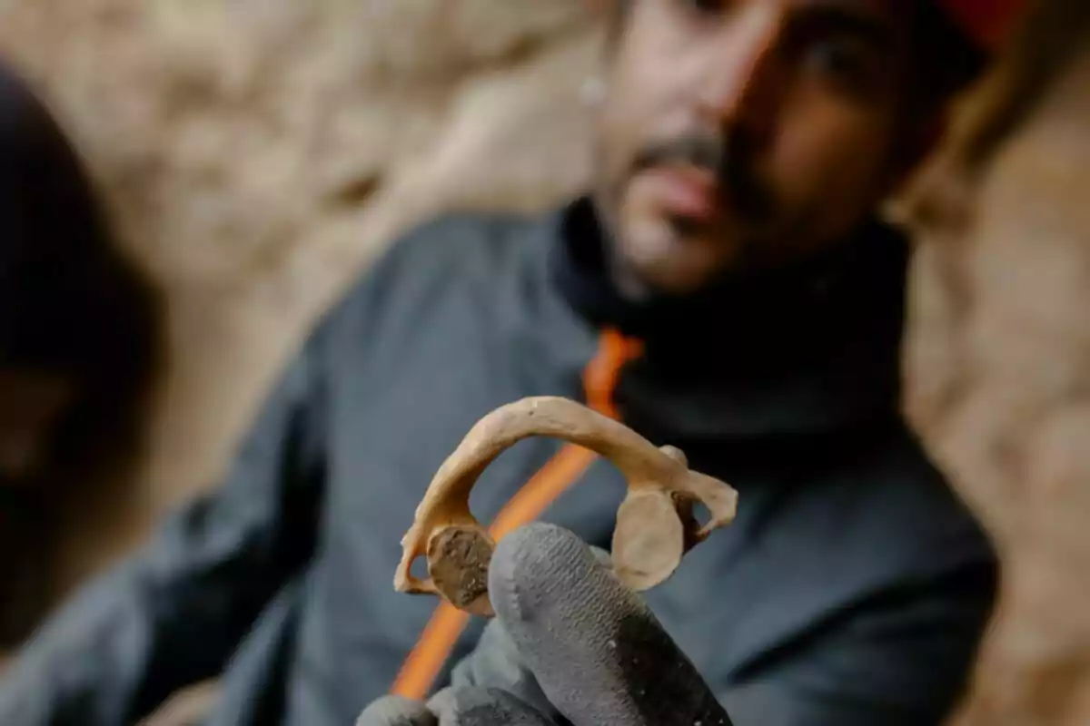 Persona con guantes sostiene un pequeño hueso antiguo frente a la cámara en un entorno de excavación arqueológica. Persona con guantes sostiene un pequeño hueso antiguo frente a la cámara en un entorno de excavación arqueológica.