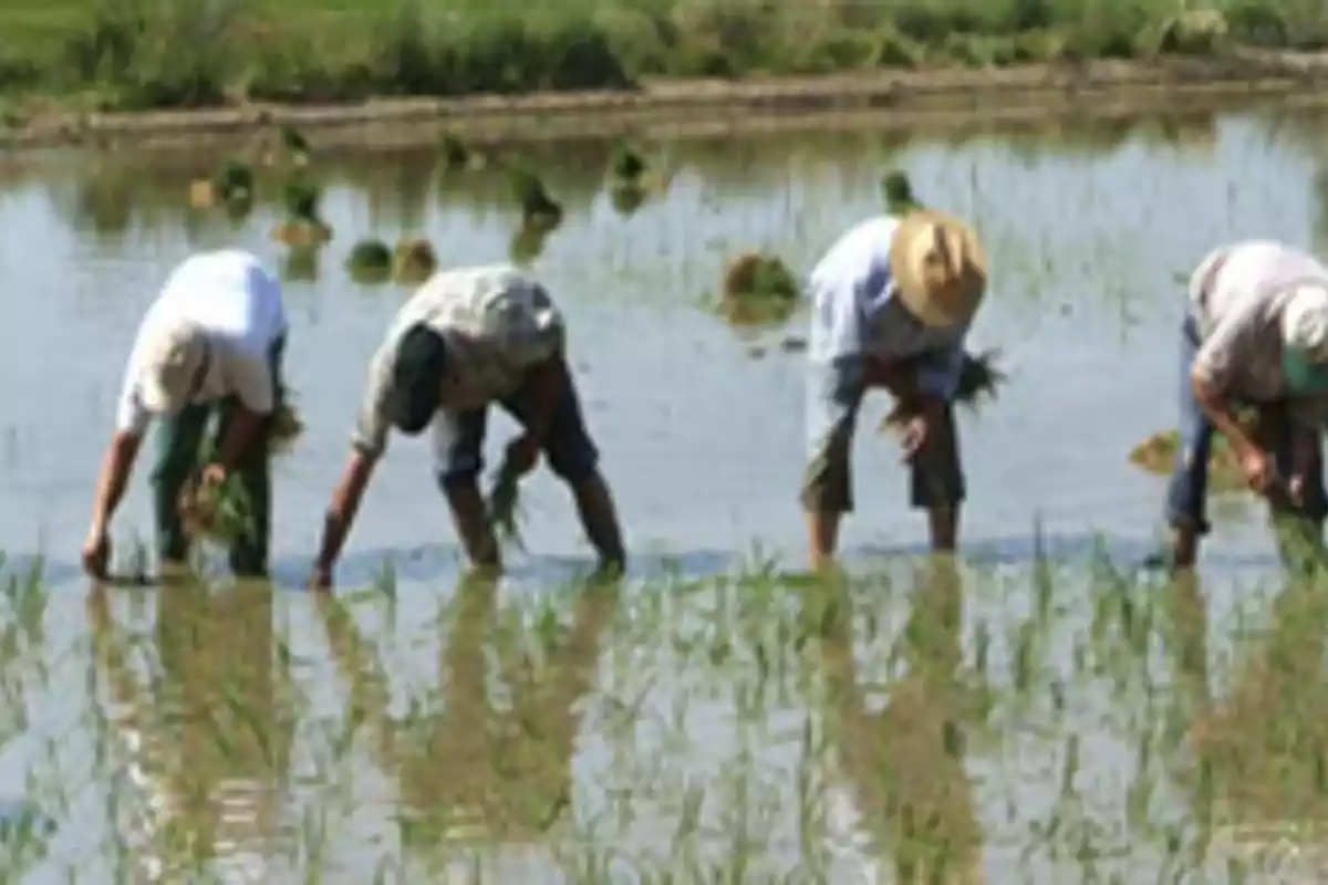 Personas trabajando en un campo de arroz inundado agachadas mientras siembran plantas jóvenes Personas trabajando en un campo de arroz inundado agachadas mientras siembran plantas jóvenes