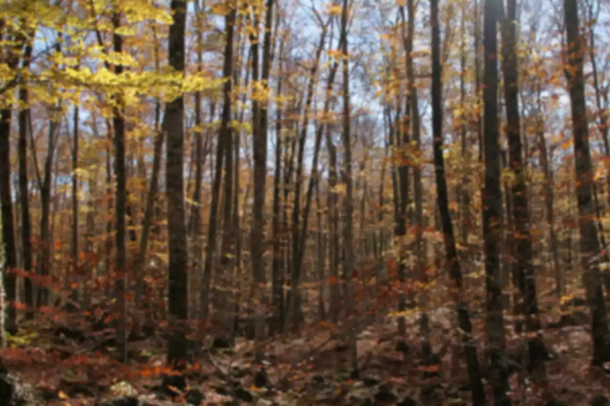 Bosc amb arbres alts i fulles de colors de tardor en una imatge desenfocada Bosc amb arbres alts i fulles de colors de tardor en una imatge desenfocada