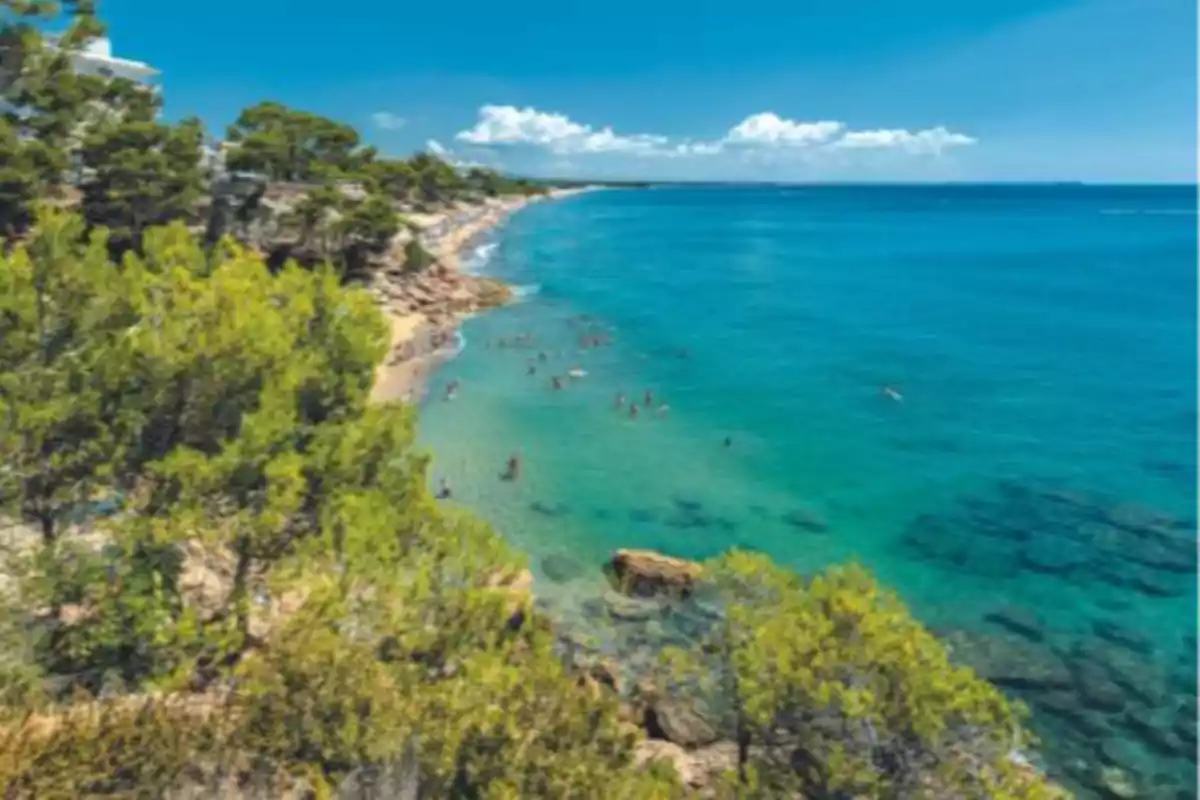 Vista panorámica de una playa con aguas turquesas, personas nadando y vegetación de pinos en primer plano bajo un cielo despejado Vista panorámica de una playa con aguas turquesas, personas nadando y vegetación de pinos en primer plano bajo un cielo despejado