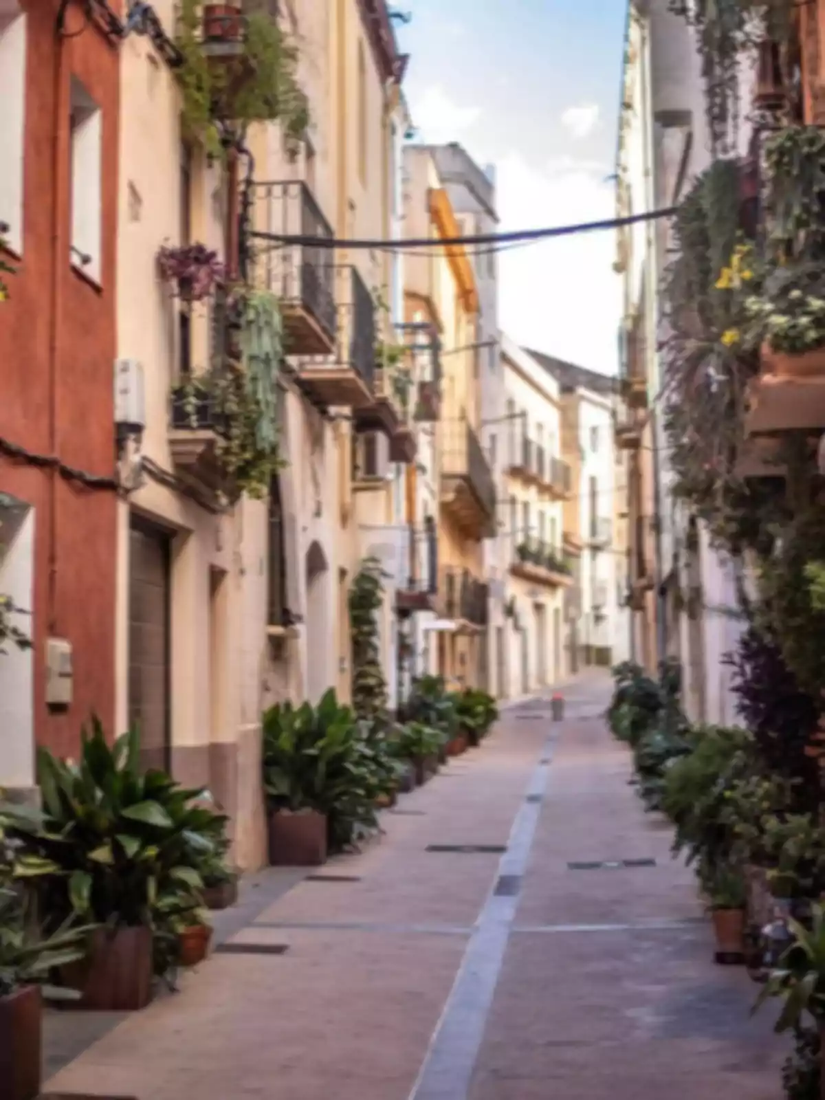 Calle estrecha con edificios antiguos y muchas plantas en macetas a los lados Calle estrecha con edificios antiguos y muchas plantas en macetas a los lados