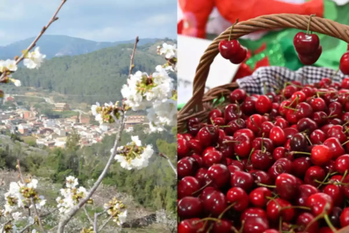 Ramas de cerezo en flor con un pueblo al fondo y una canasta llena de cerezas rojas frescas Ramas de cerezo en flor con un pueblo al fondo y una canasta llena de cerezas rojas frescas