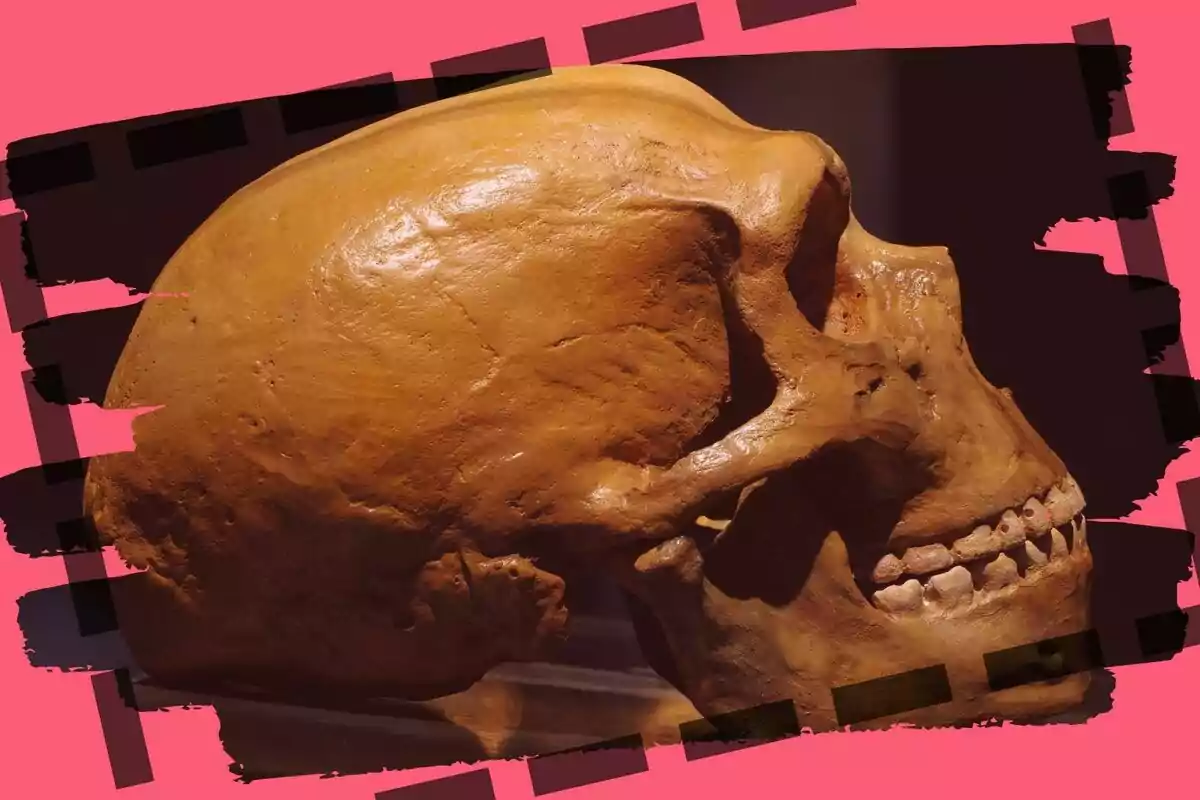 Cráneo antiguo de homínido visto de perfil sobre un fondo decorativo rosa y negro