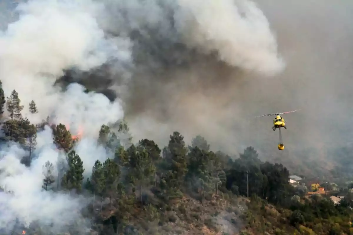 Helicóptero amarillo sobrevuela un bosque mientras combate un incendio forestal con grandes columnas de humo Helicóptero amarillo sobrevuela un bosque mientras combate un incendio forestal con grandes columnas de humo