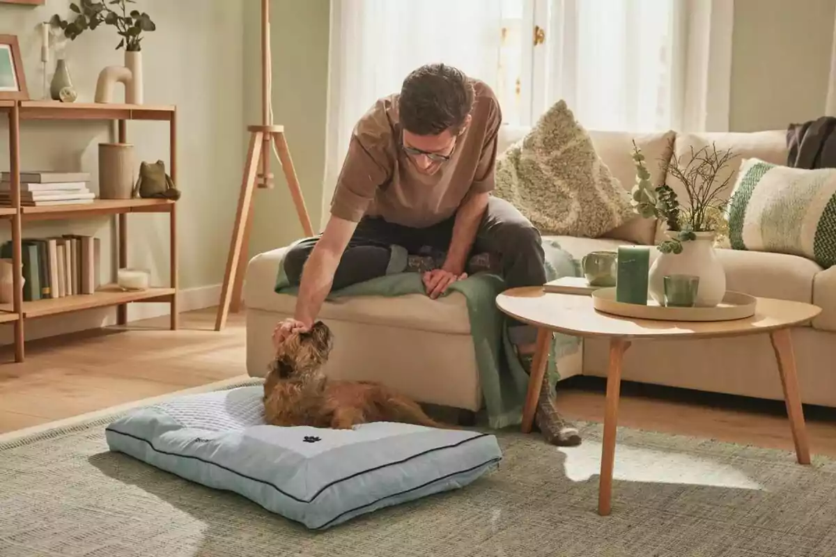 Home acariciant un gos que està estirat en un llit per a mascotes en una sala acollidora amb decoració moderna i plantes Home acariciant un gos que està estirat en un llit per a mascotes en una sala acollidora amb decoració moderna i plantes