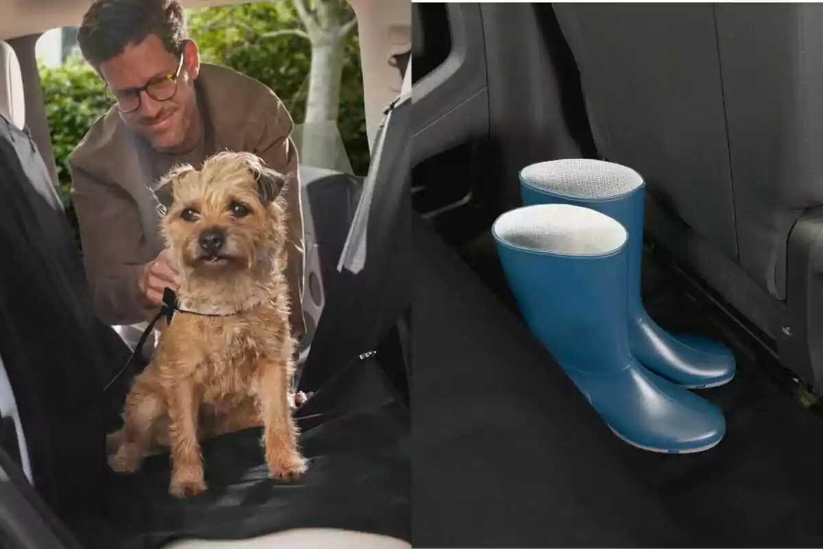 Un hombre coloca a un perro pequeño en el asiento trasero de un auto mientras en el suelo del vehículo hay un par de botas de lluvia azules Un hombre coloca a un perro pequeño en el asiento trasero de un auto mientras en el suelo del vehículo hay un par de botas de lluvia azules