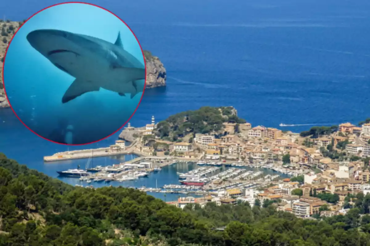 Un tauró nedant al mar i una vista panoràmica d’un port amb edificis i vaixells Un tauró nedant al mar i una vista panoràmica d’un port amb edificis i vaixells