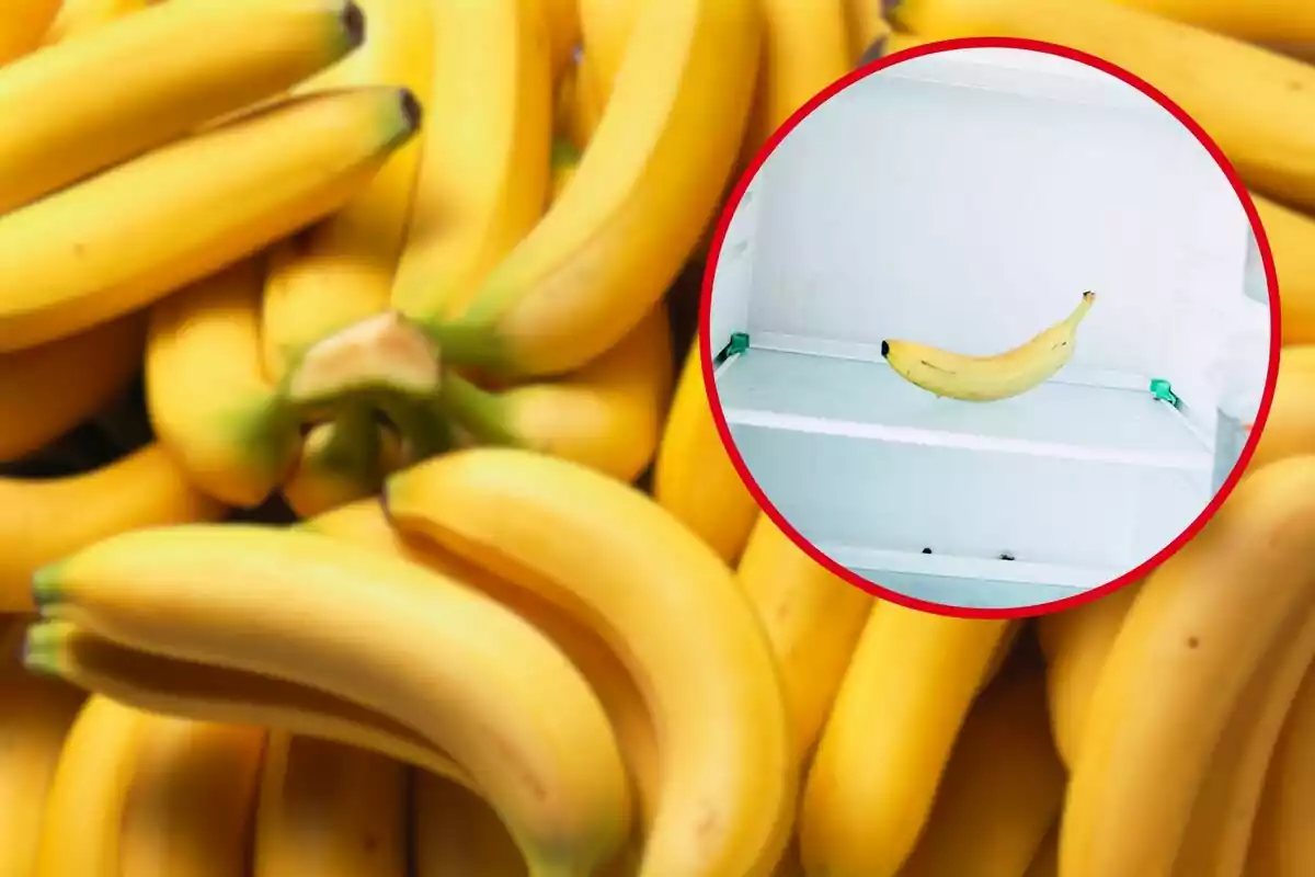A bunch of yellow bananas and a circle showing a banana inside a refrigerator A bunch of yellow bananas and a circle showing a banana inside a refrigerator