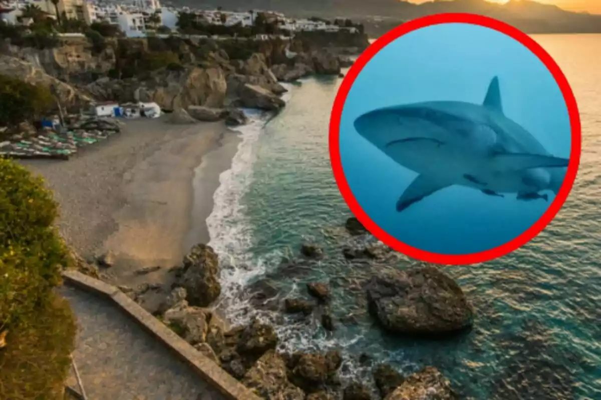 Platja rocosa al capvespre amb un cercle vermell que ressalta la imatge d’un tauró a l’aigua. Platja rocosa al capvespre amb un cercle vermell que ressalta la imatge d’un tauró a l’aigua.