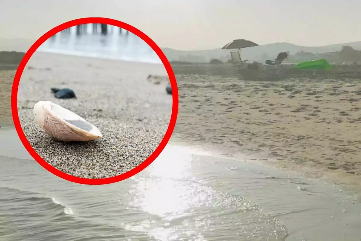 Concha en la arena de una playa con sillas y sombrilla al fondo. Concha en la arena de una playa con sillas y sombrilla al fondo.