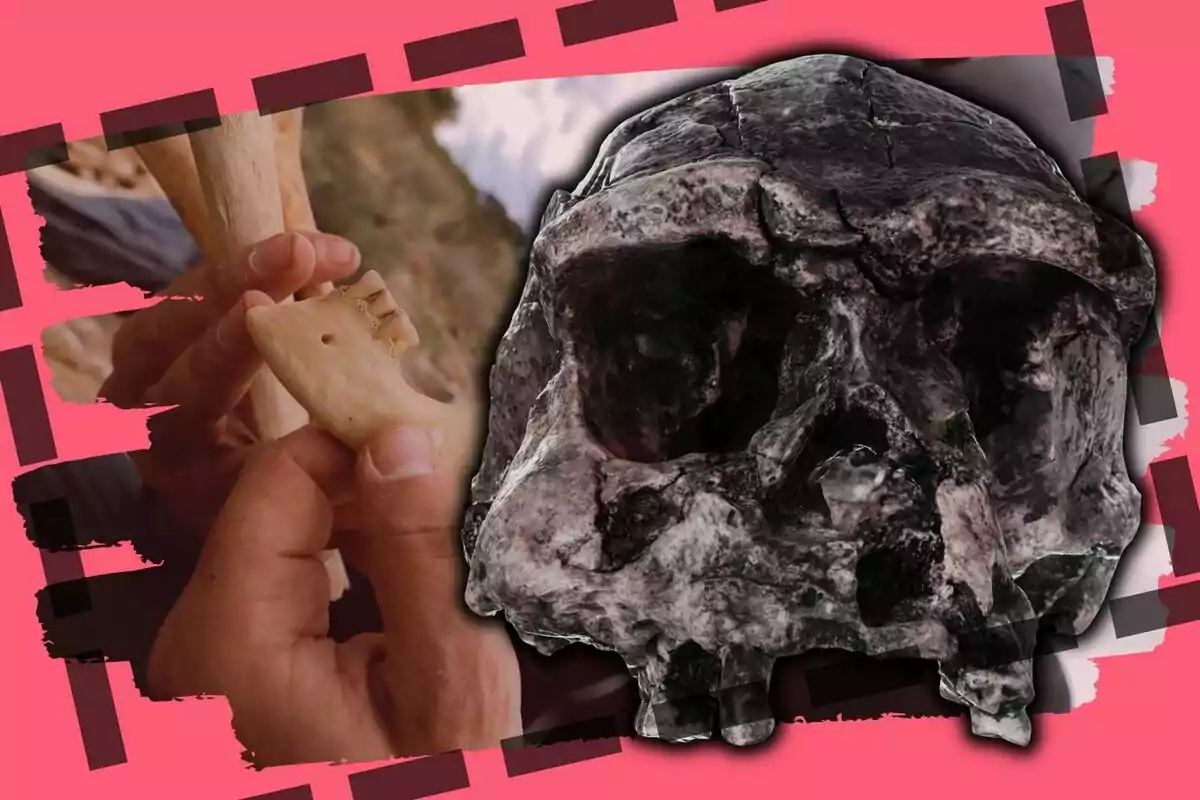 Manos sosteniendo un fragmento de mandíbula junto a un cráneo antiguo sobre un fondo rosa decorativo