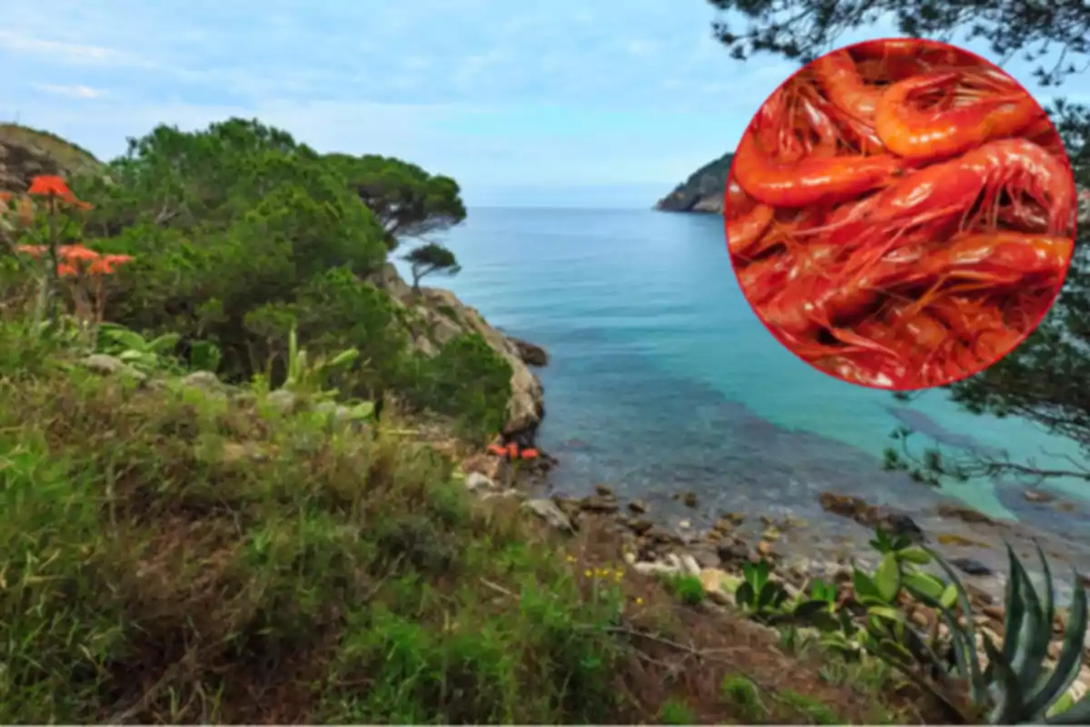 Vista d’una cala amb vegetació i mar, amb un cercle que mostra gambes vermelles en primer pla Vista d’una cala amb vegetació i mar, amb un cercle que mostra gambes vermelles en primer pla