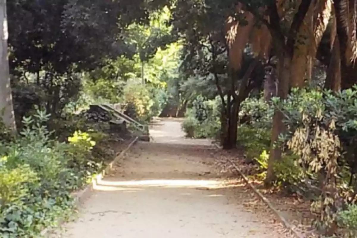 Camí de terra envoltat d’arbres i vegetació en un parc il·luminat per la llum del sol Camí de terra envoltat d’arbres i vegetació en un parc il·luminat per la llum del sol