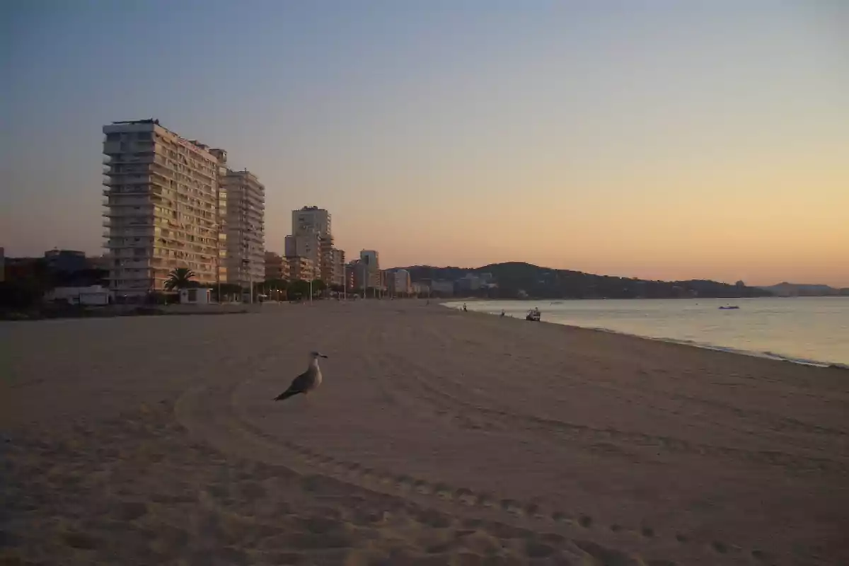 Gavina a la sorra d’una platja ampla al capvespre amb edificis alts al fons i el mar tranquil a la dreta Gavina a la sorra d’una platja ampla al capvespre amb edificis alts al fons i el mar tranquil a la dreta