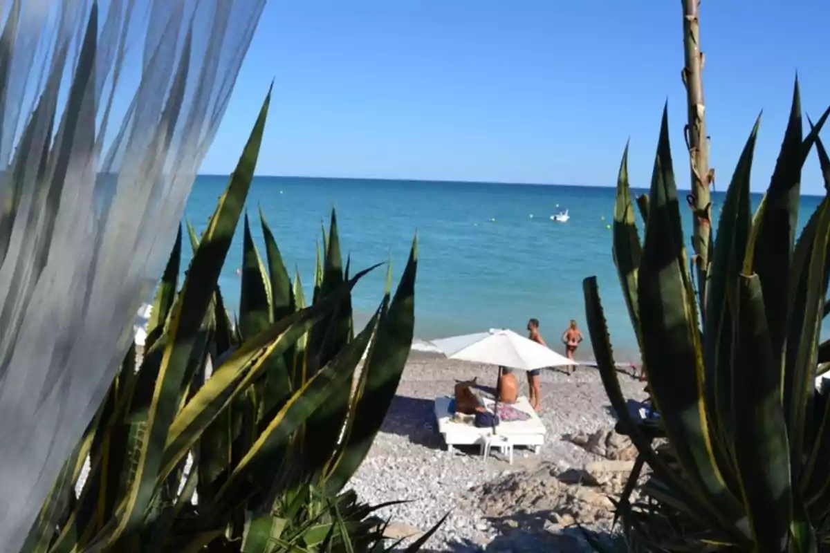 Vista de una playa con plantas en primer plano, tumbonas blancas bajo una sombrilla y personas disfrutando del mar bajo un cielo despejado Vista de una playa con plantas en primer plano, tumbonas blancas bajo una sombrilla y personas disfrutando del mar bajo un cielo despejado