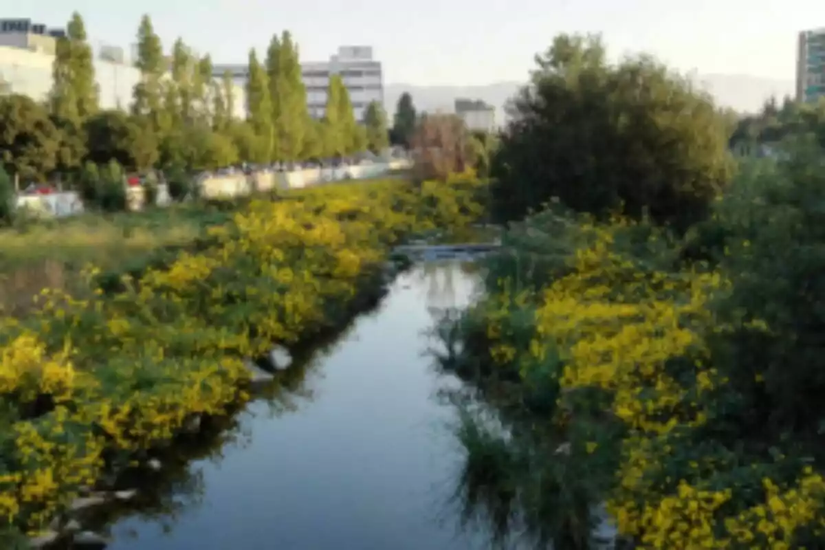 El riu Congost envoltat de vegetació amb flors grogues i edificis al fons en un entorn urbà. El riu Congost envoltat de vegetació amb flors grogues i edificis al fons en un entorn urbà.