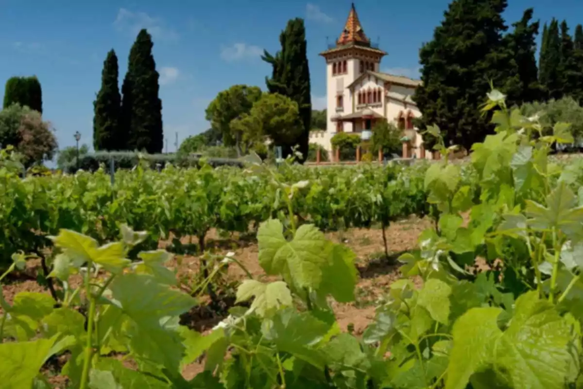 Viñedo con una casa grande de estilo tradicional al fondo rodeada de árboles y cielo despejado Viñedo con una casa grande de estilo tradicional al fondo rodeada de árboles y cielo despejado