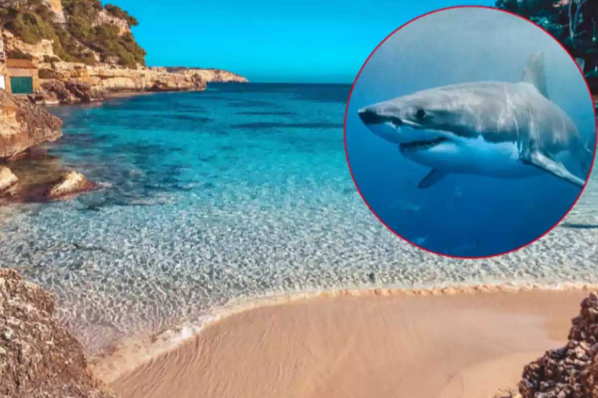 Platja d’aigües cristal·lines amb un tauró emmarcat en un cercle sobre el mar