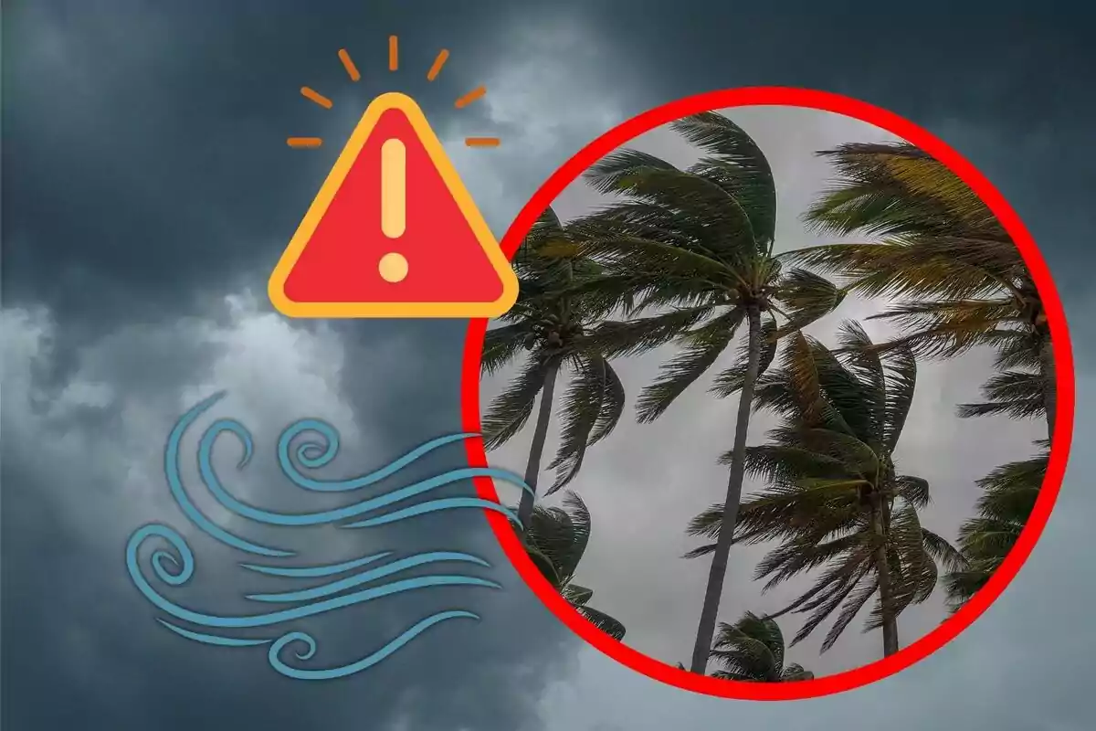 Advertencia de vientos fuertes con palmeras inclinadas y cielo nublado