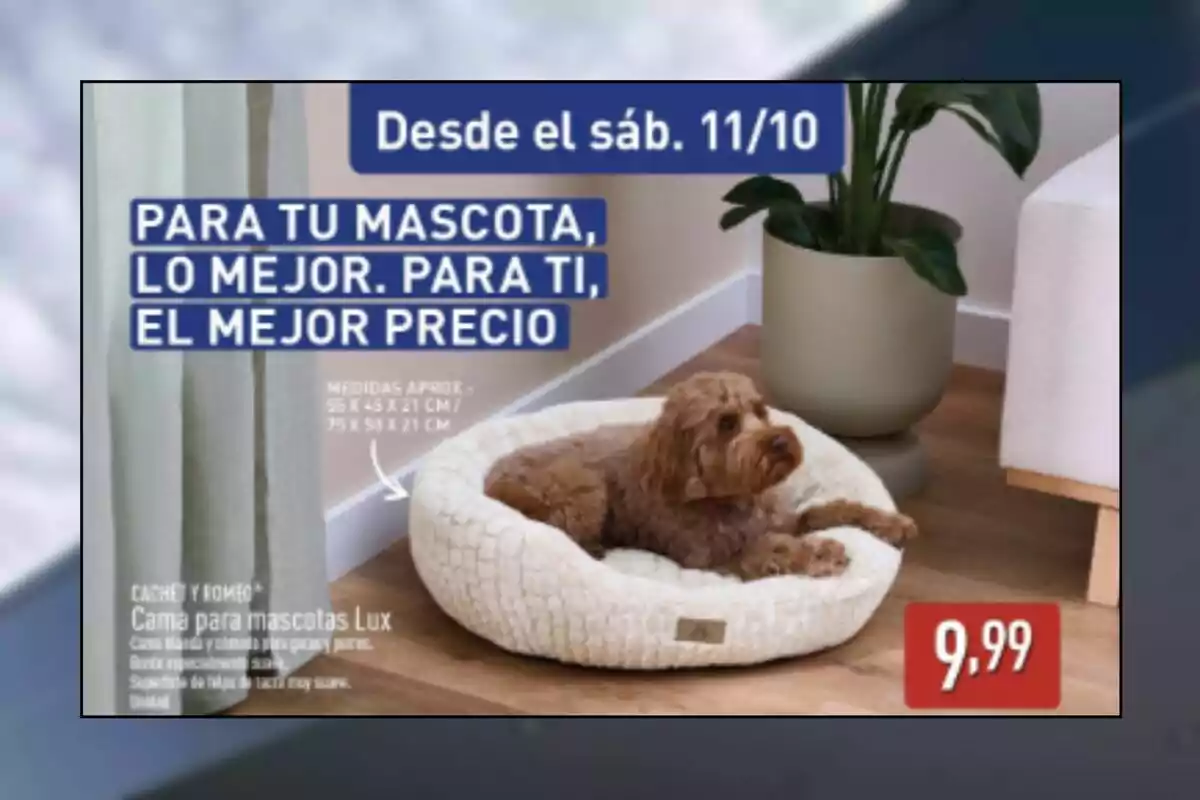 Perro marrón recostado en una cama para mascotas color beige dentro de una sala junto a una planta y un sofá, con un precio de 9,99 destacado en la esquina inferior derecha y texto promocional en la parte superior.
