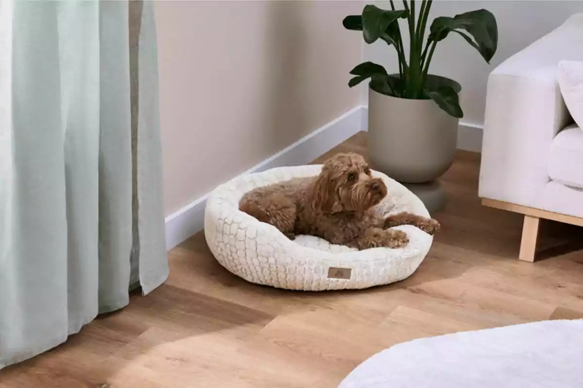 Perro pequeño de pelaje rizado color marrón acostado en una cama acolchada dentro de una sala con piso de madera y una planta en una maceta al fondo