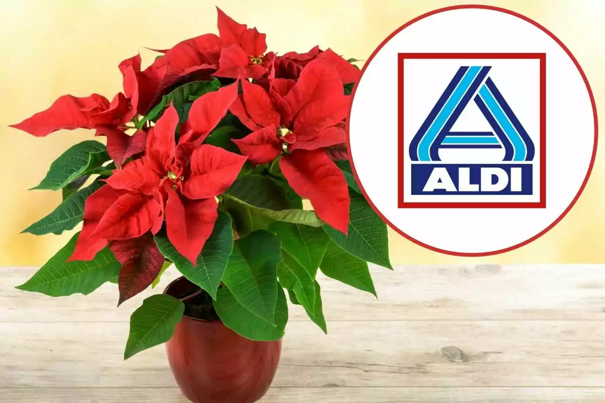 Test amb flor de Nadal vermella sobre una taula de fusta i el logotip d’Aldi en un cercle a la dreta