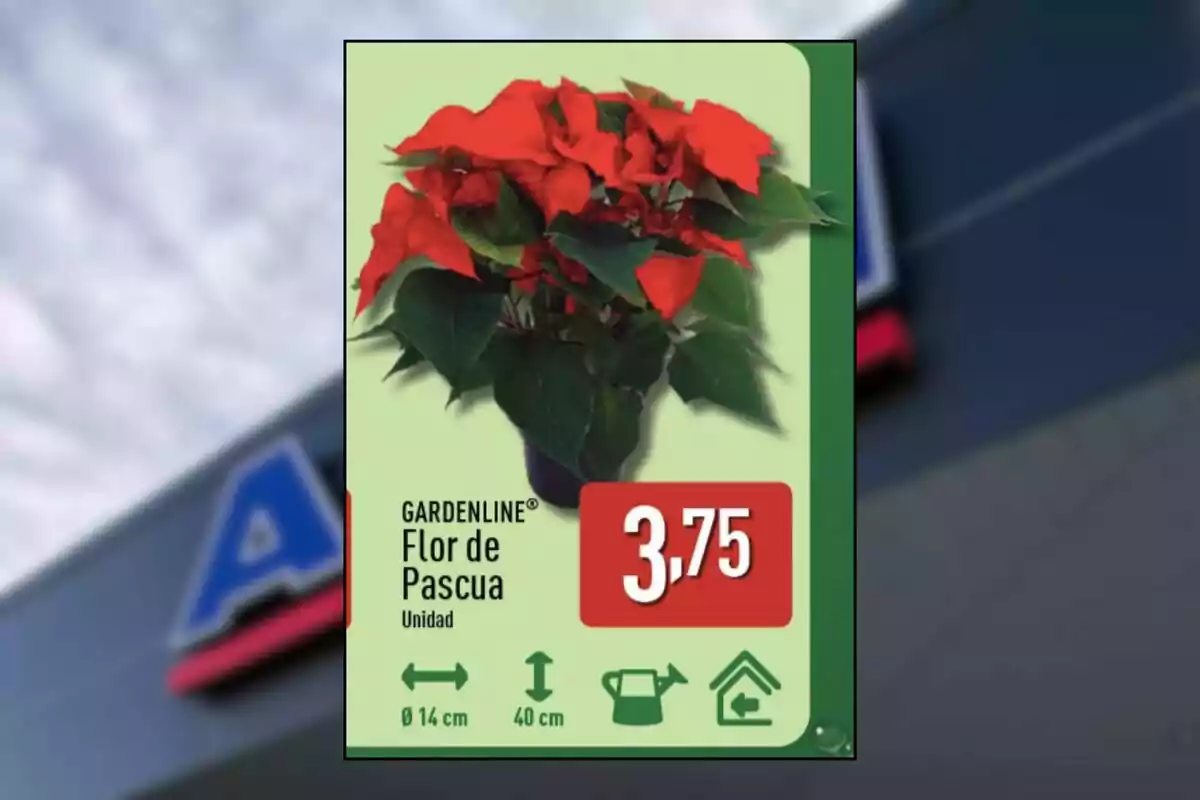 Etiqueta d’una test amb flor de Nadal vermella de la marca Gardenline amb preu de 3,75 euros i especificacions de mida i cures