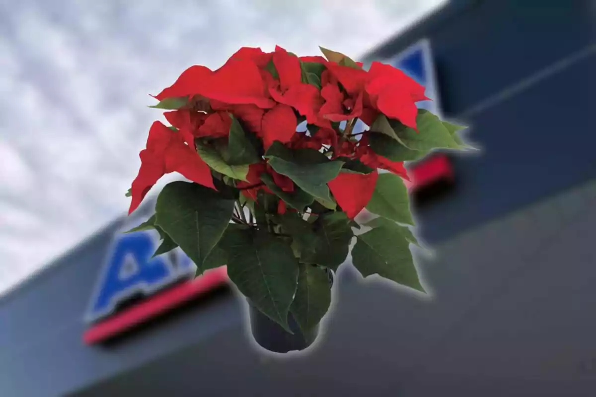 Test amb flor de Nadal de fulles vermelles i verdes davant d’un edifici desenfocat