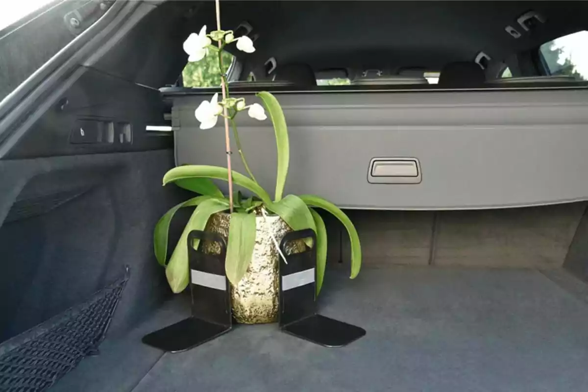 Test amb orquídia blanca assegurada amb suports al maleter d’un cotxe