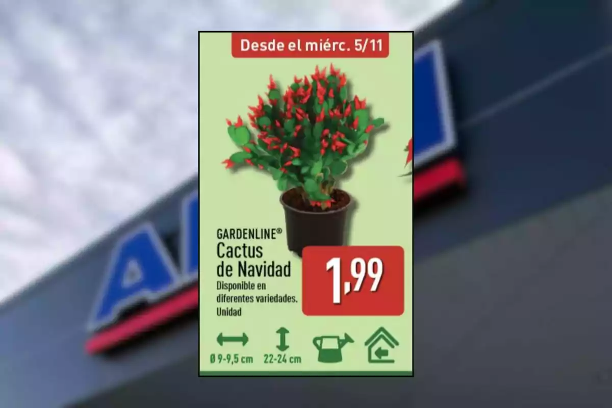 Oferta de cactus de Navidad en maceta pequeña con flores rojas a un precio de 1,99 euros disponible a partir del miércoles 5 de noviembre Oferta de cactus de Navidad en maceta pequeña con flores rojas a un precio de 1,99 euros disponible a partir del miércoles 5 de noviembre