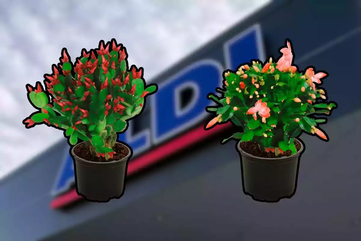 Dos macetas con cactus de Navidad en flor frente a un letrero borroso de una tienda Aldi Dos macetas con cactus de Navidad en flor frente a un letrero borroso de una tienda Aldi