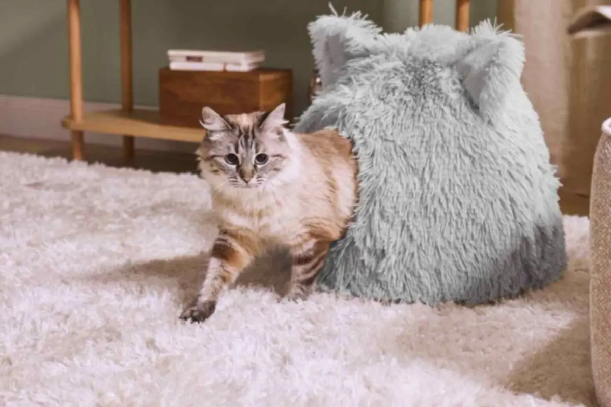 Gat sortint d’un llit pelut en forma de cova sobre una catifa blanca Gat sortint d’un llit pelut en forma de cova sobre una catifa blanca