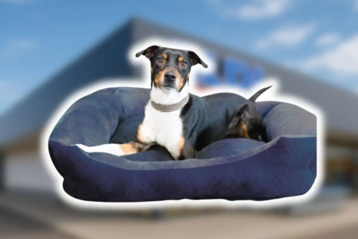 Perro de pelaje negro y blanco recostado en una cama azul de Aldi con fondo desenfocado.