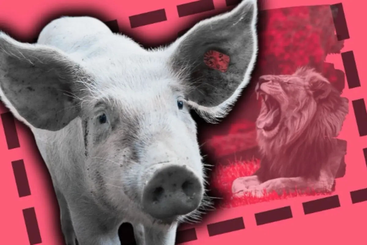 Un porc en primer pla amb un lleó rugint al fons sobre un fons rosa amb detalls gràfics.