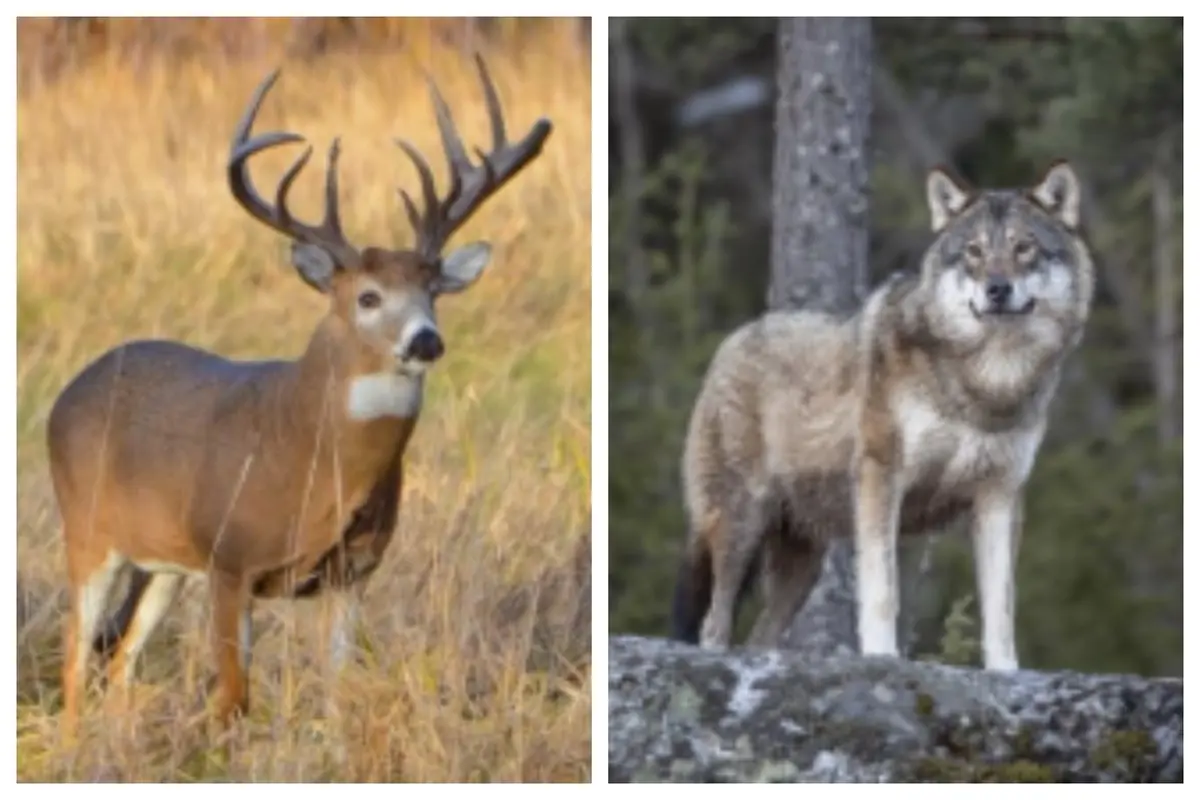 Un cérvol de grans banyes en un camp i un llop dret sobre una roca al bosc. Un cérvol de grans banyes en un camp i un llop dret sobre una roca al bosc.