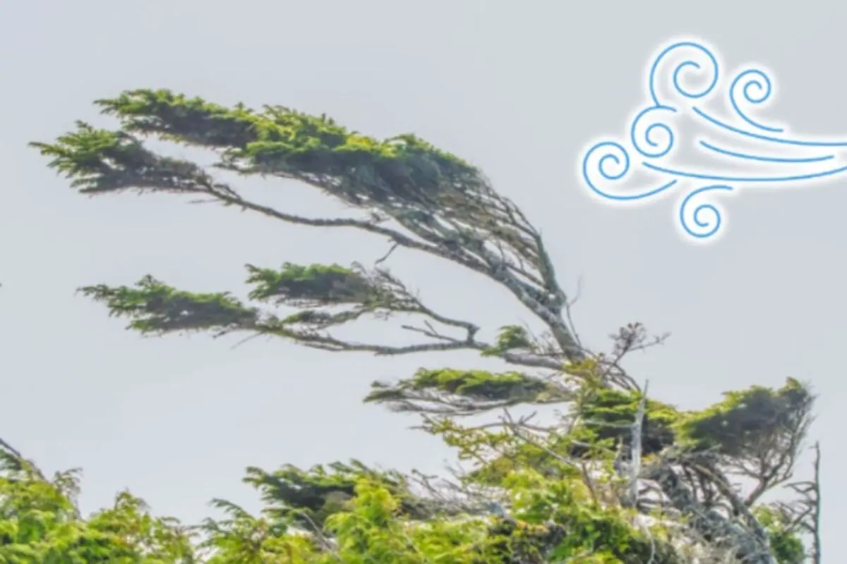 Arbre inclinat pel vent fort amb un dibuix de remolí representant l’aire al cel.