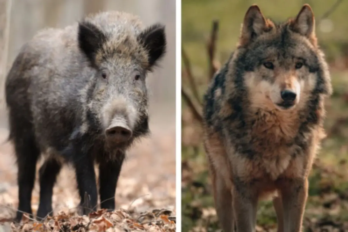 Un senglar i un llop drets en un entorn natural amb fulles seques a terra. Un senglar i un llop drets en un entorn natural amb fulles seques a terra.
