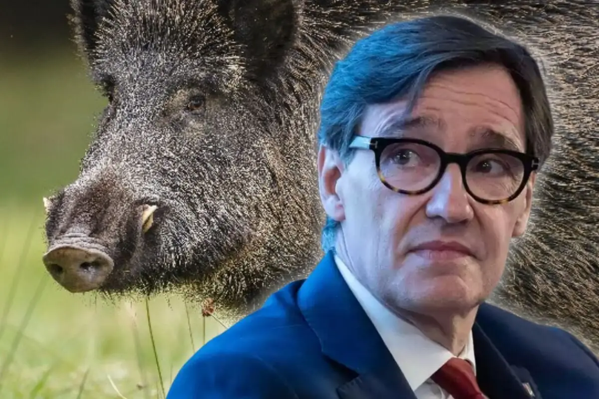 Primer plano de un jabalí junto a un hombre con gafas y traje azul mirando hacia un lado