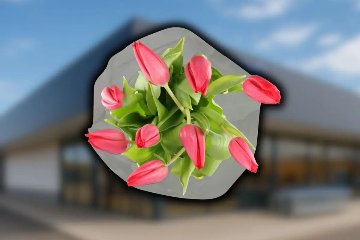 Ramo de tulipanes rosas de Aldi visto desde arriba sobre fondo de una tienda de la mencionada cadena.