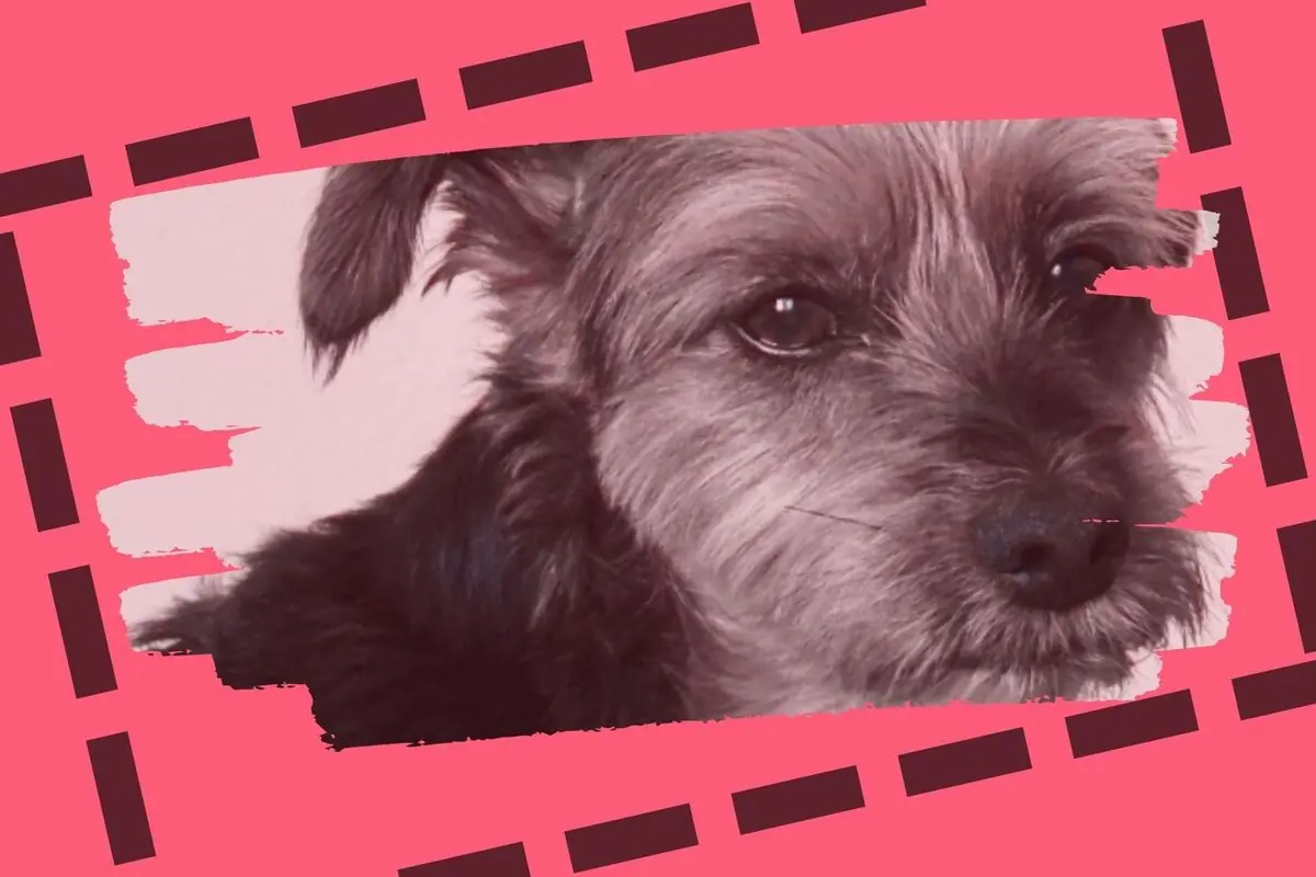 Gos petit de pèl llarg i fosc en primer pla sobre fons rosa amb marc gràfic decoratiu.