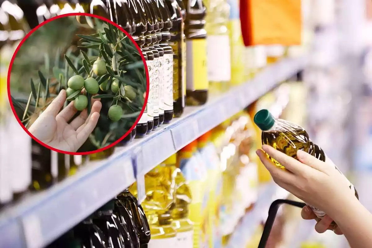 Persona comprant oli d'oliva al supermercat i imatge destacada a l'esquerra d'una mà tocant olives