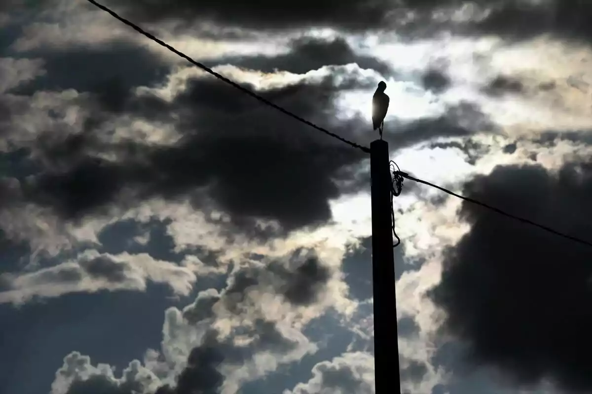 Un ocell posat en un pal d'electricitat amb un cel ennuvolat de fons. Un ocell posat en un pal d'electricitat amb un cel ennuvolat de fons.