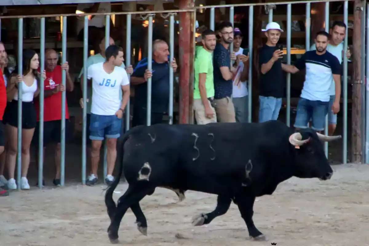 Imatge de correbous a l'Aldea, a les Terres de l'Ebre