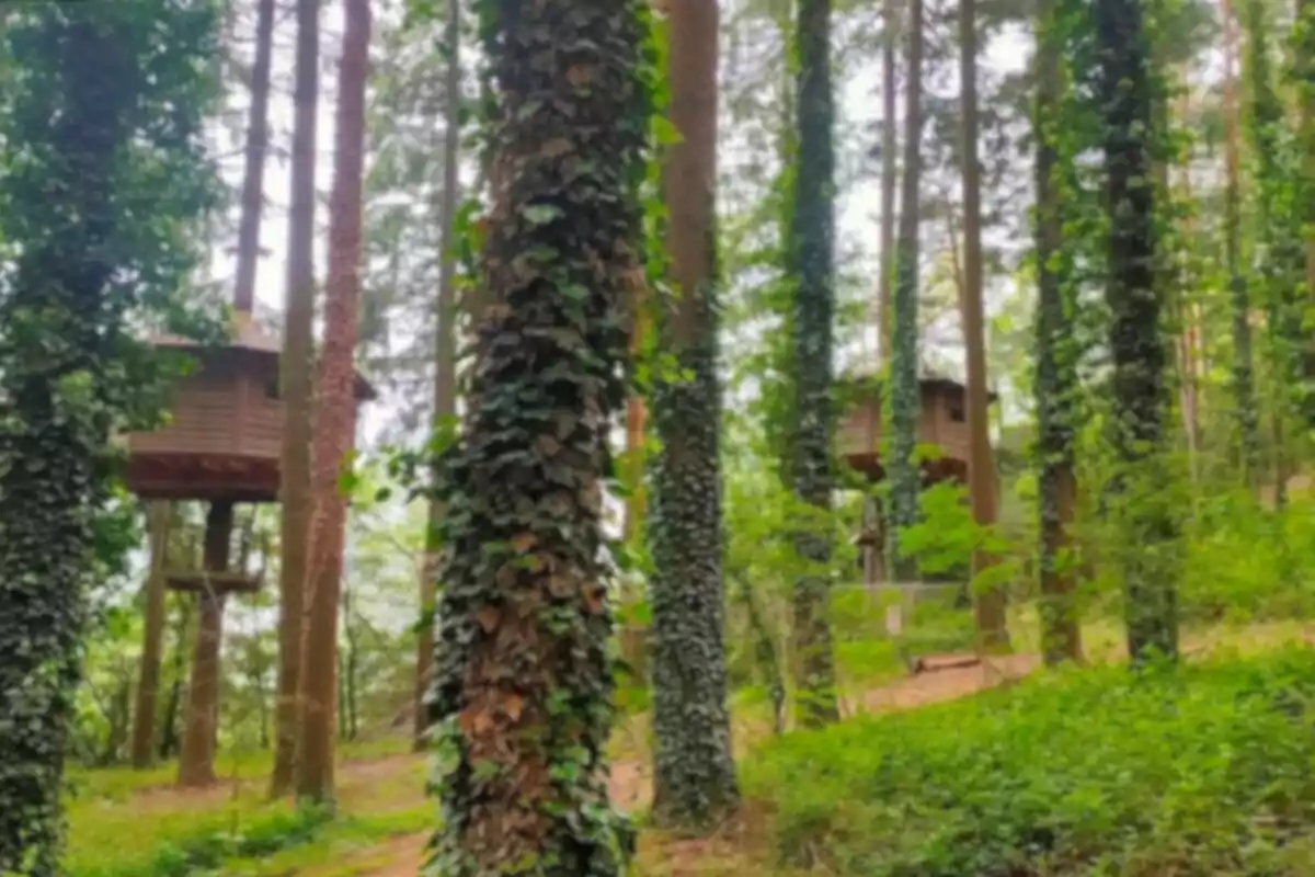 Casas en los árboles rodeadas de un bosque frondoso con troncos cubiertos de hiedra.