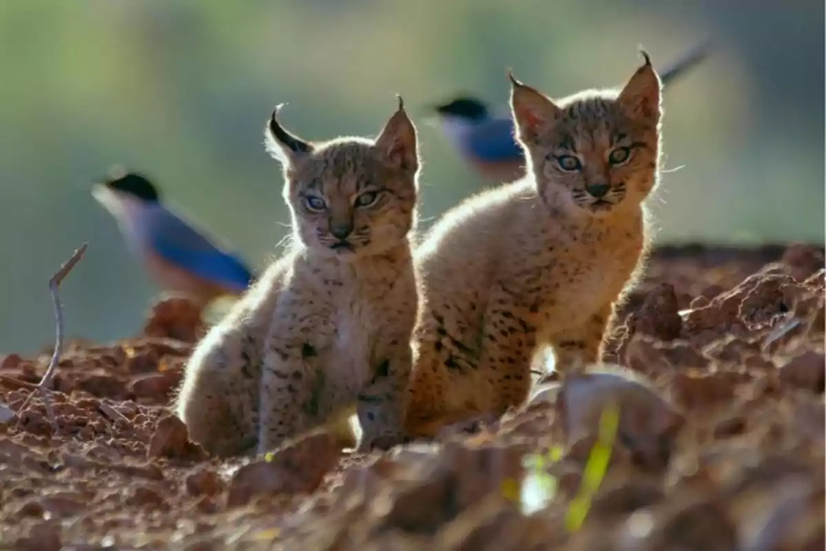 Crías de lince Ibérico