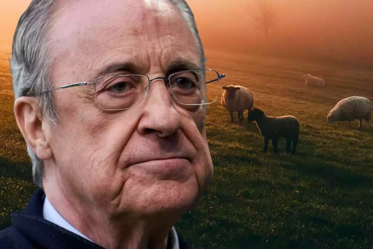 Florentino Pérez mirant al davant una imatge del camp amb ovelles blanques i negres